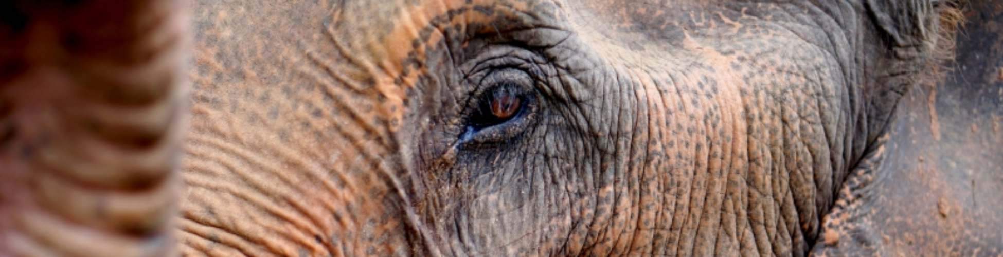 chiang mai elephant nature park close up