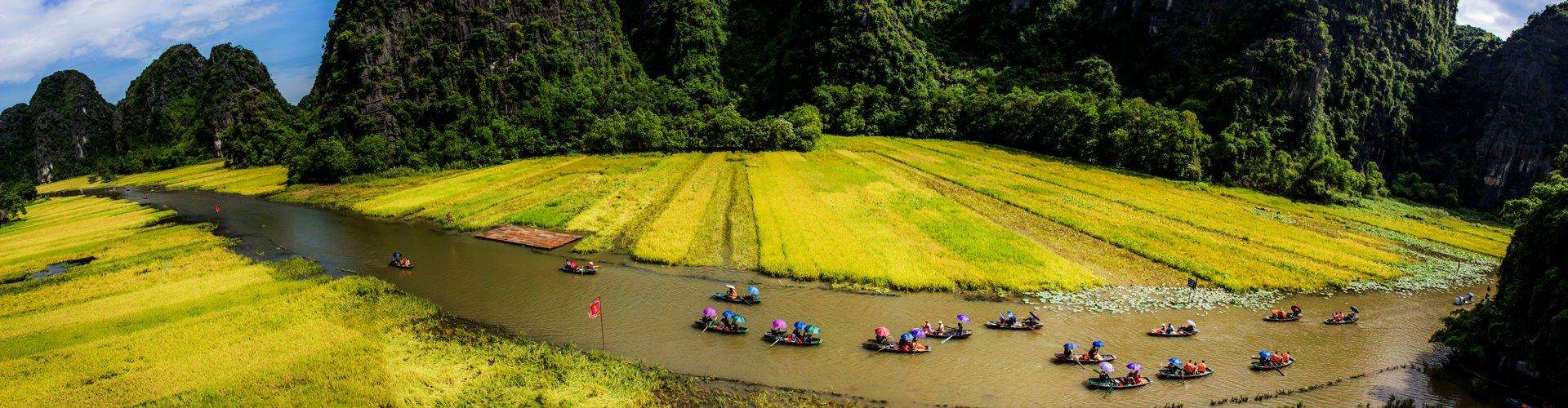 Rice field in Tam Coc