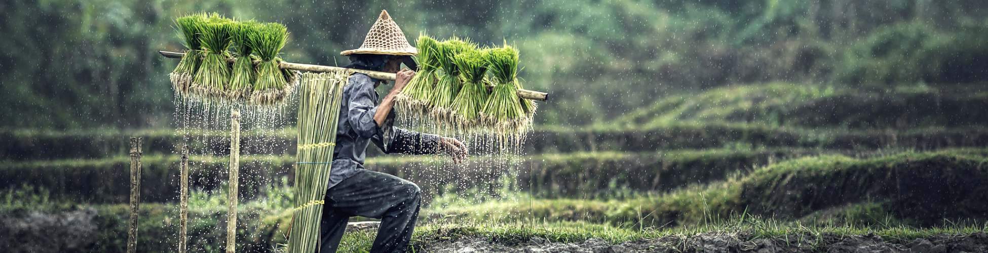 cambodian-countryside-battambang-rice-paddies-adventure