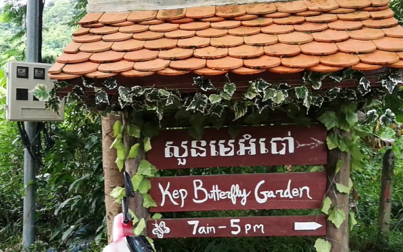 Veja borboletas coloridas no jardim de Kep