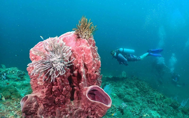 coral triangle koh phi phi diving