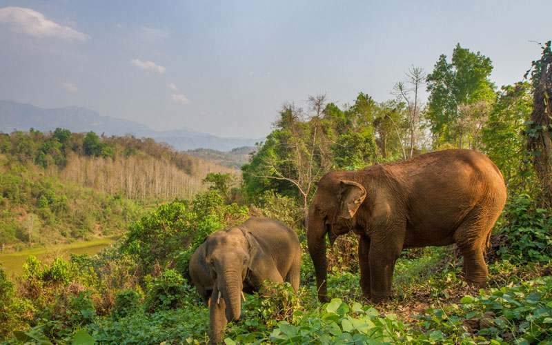 sayaboury elephant conservation center