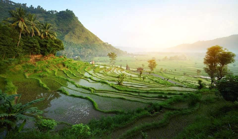 Indonesia Rice Terrace