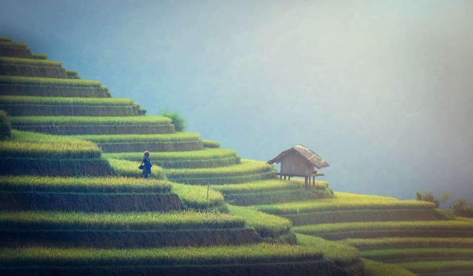 terraced rice field in sapa