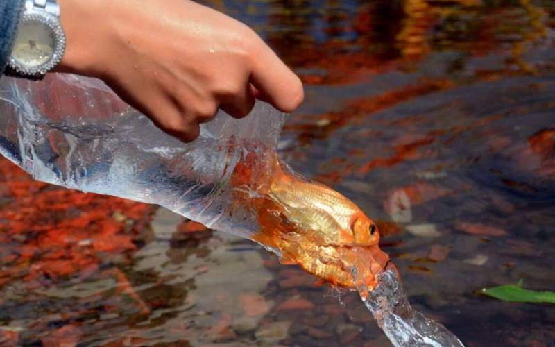 Releasing carp into the river to Ong Tao