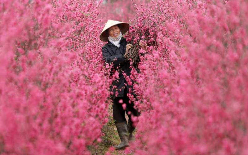 Peach blossoms