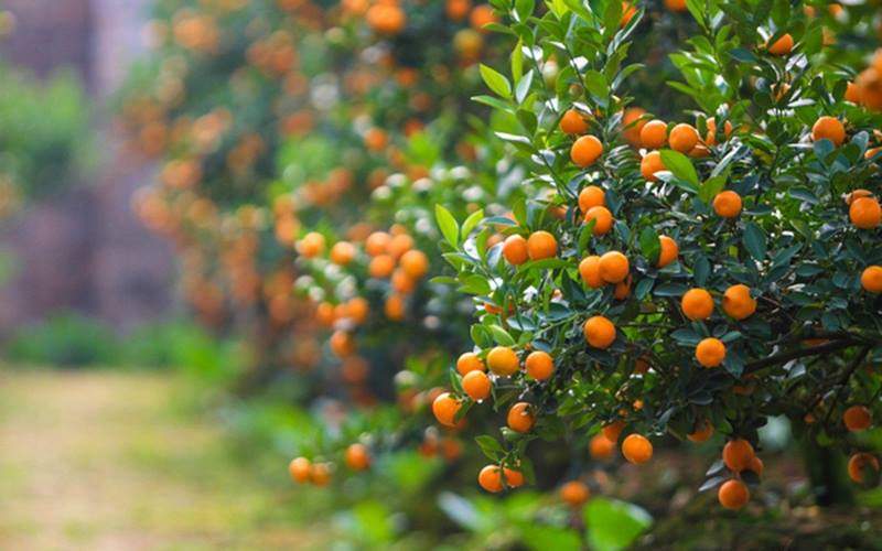 kumquat trees