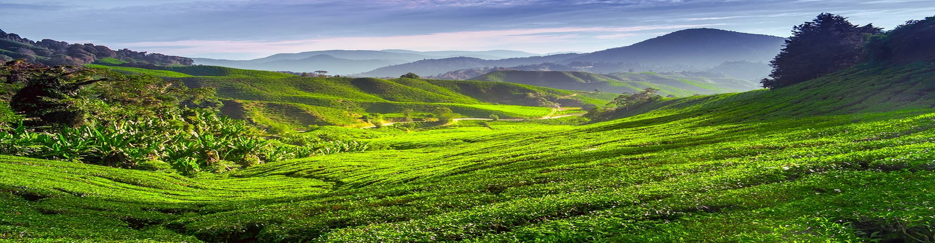 Cameron Highlands