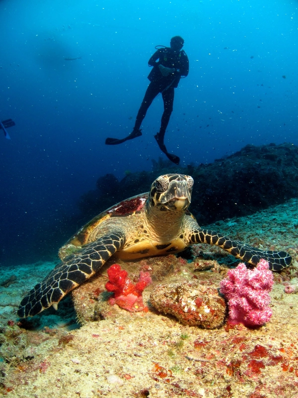 East of Eden exibe corais e peixes coloridos