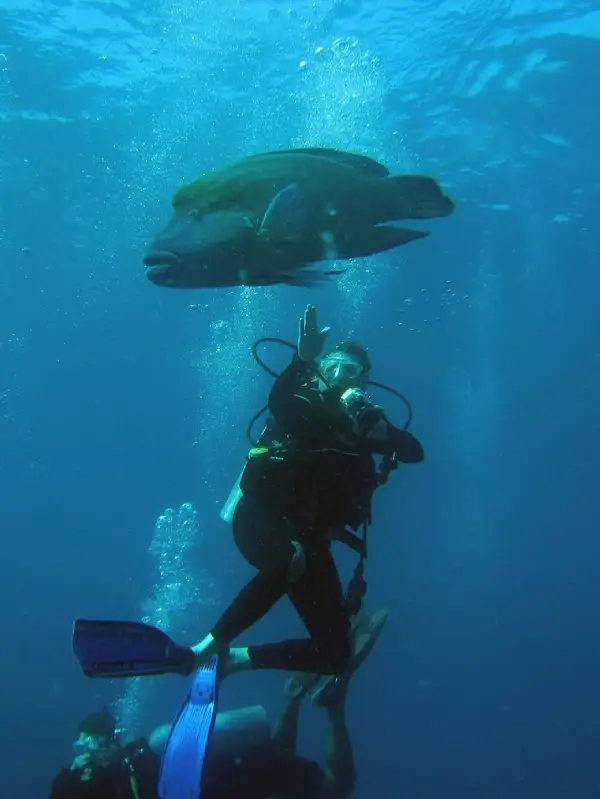Koh Bon abriga tubarões e raias sob o mar