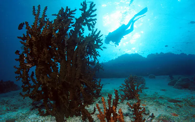Anitas Reef mostra corais vivos e peixes tropicais