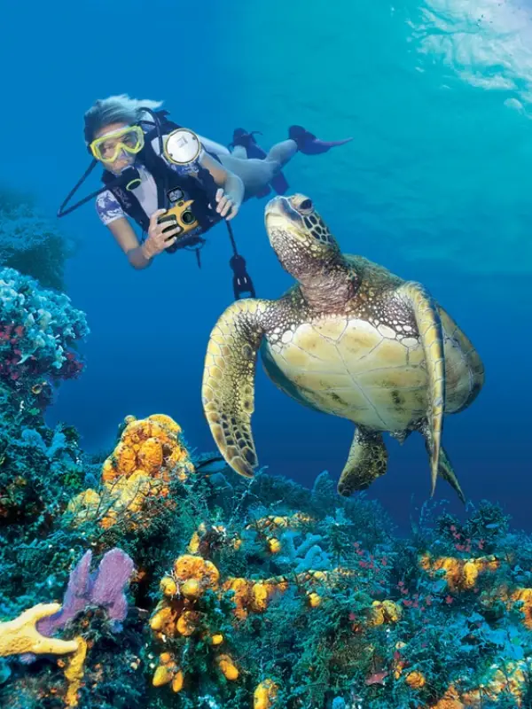 Mergulho em Similan revela recifes coloridos