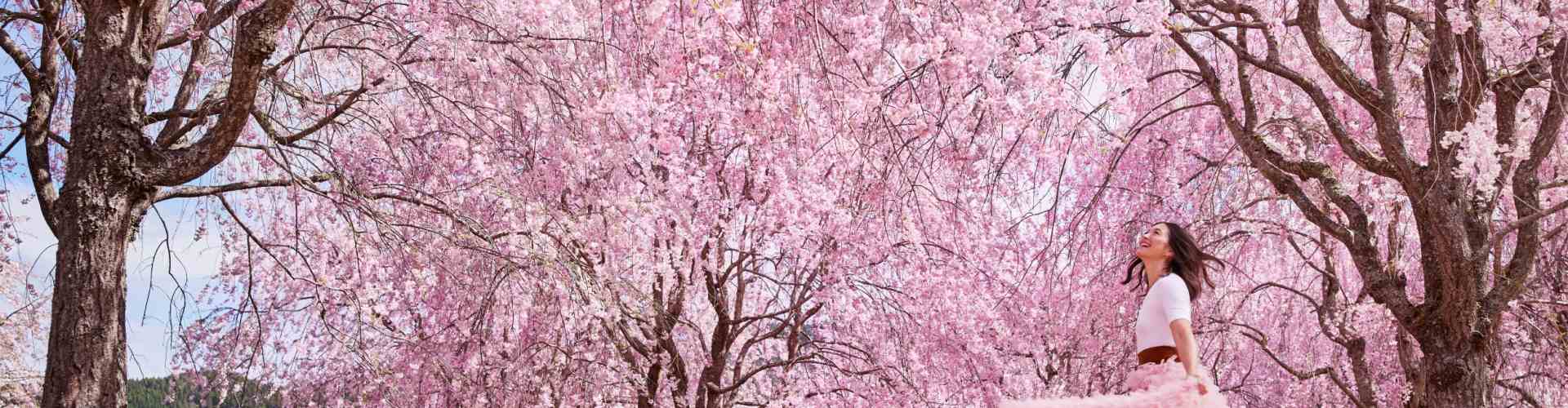 sakura
