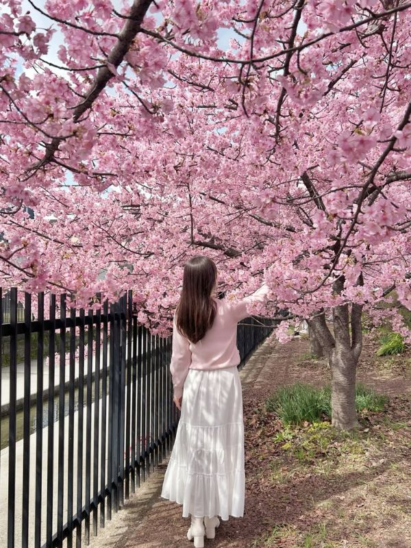 sakura-atraccion