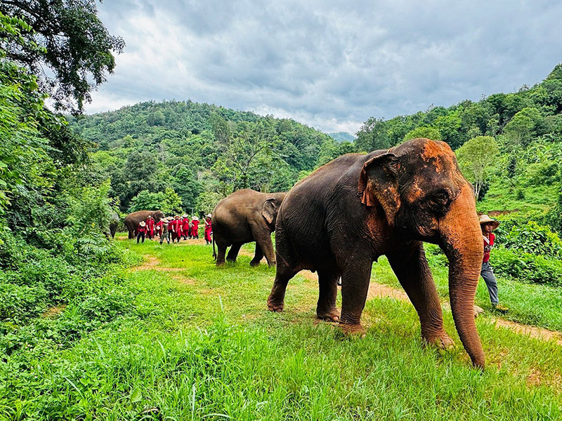Elephant Rescue Park oferece um lar seguro para elefantes resgatados, permitindo que eles circulem livremente.