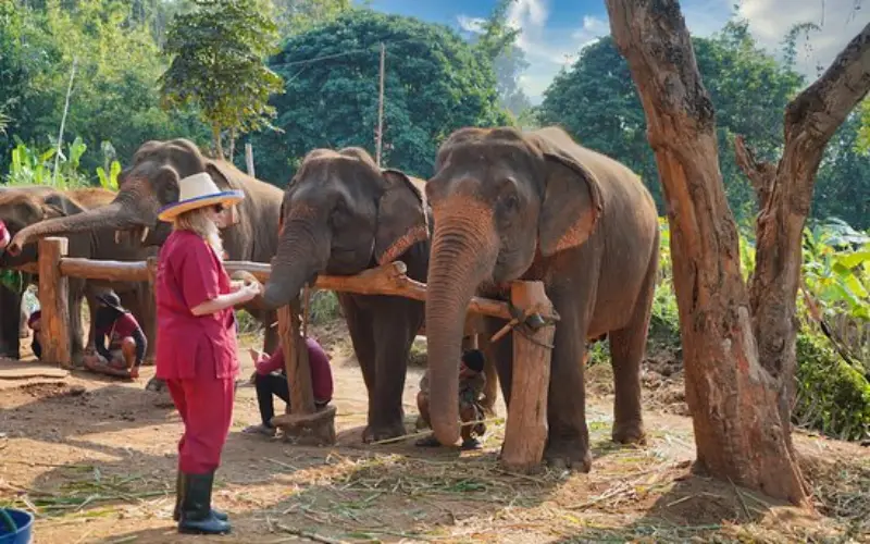 Santuário Elefant Rescue Park