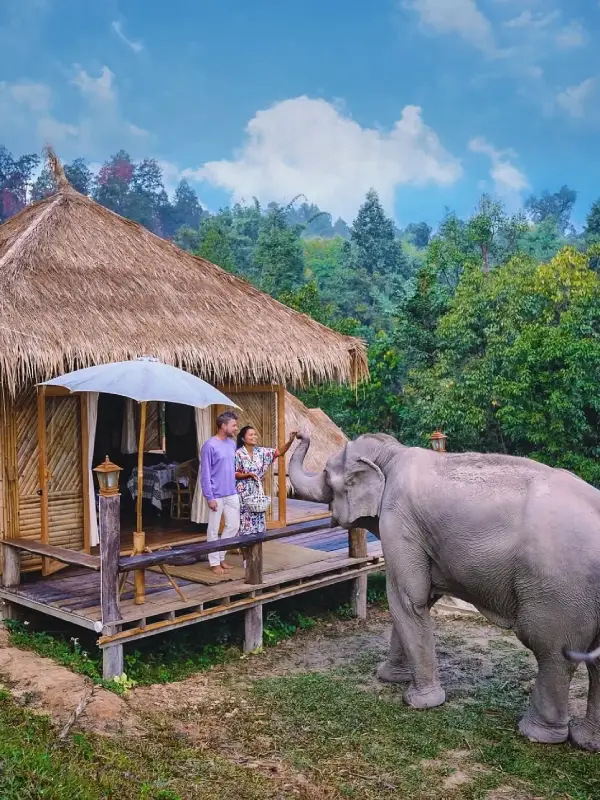 Chai Lai Orchid’s Elephant Sanctuary