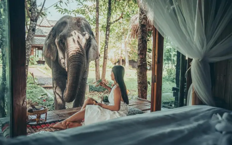 O Santuário de Elefantes Chai Lai Orchid