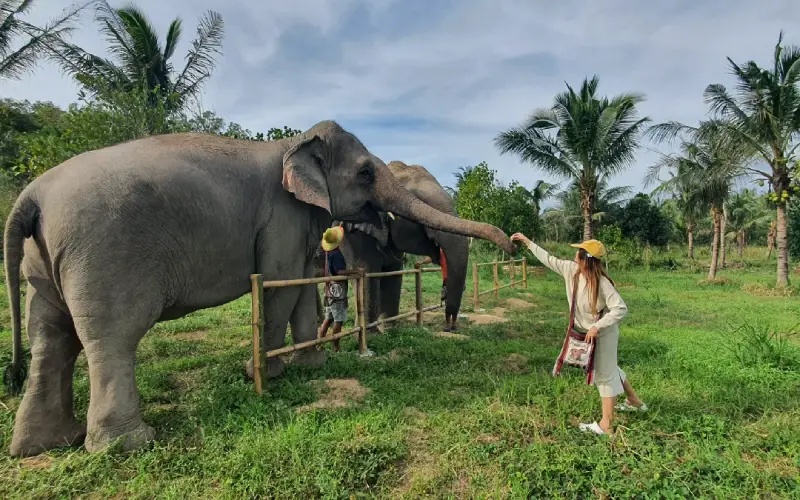 Living Green Elephant Sanctuary