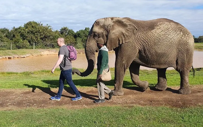 Experiência de tomar banho de lama com elefantes