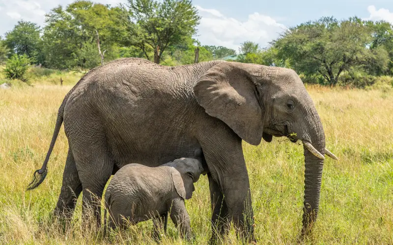 Conheça os hábitos dos elefantes