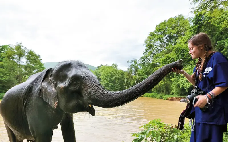 Aprenda Sobre a Conservação dos Elefantes na Tailândia