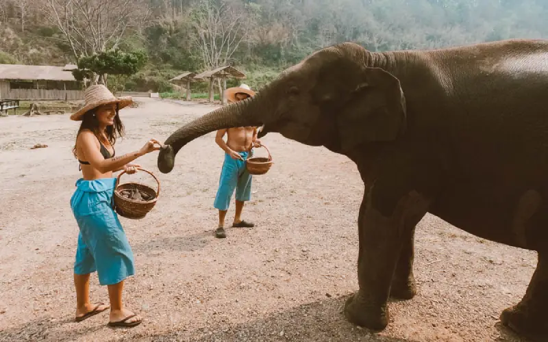 Observe os elefantes sem perturbar ou assustá-los