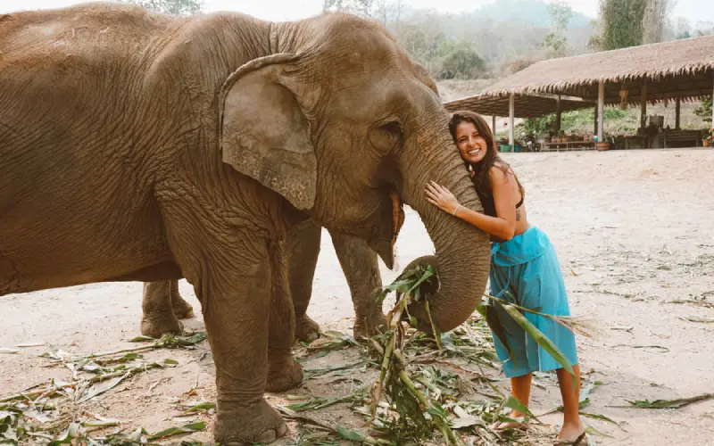 Turistas tiram fotos com elefantes no santuário de elefantes de Chiang Mai.