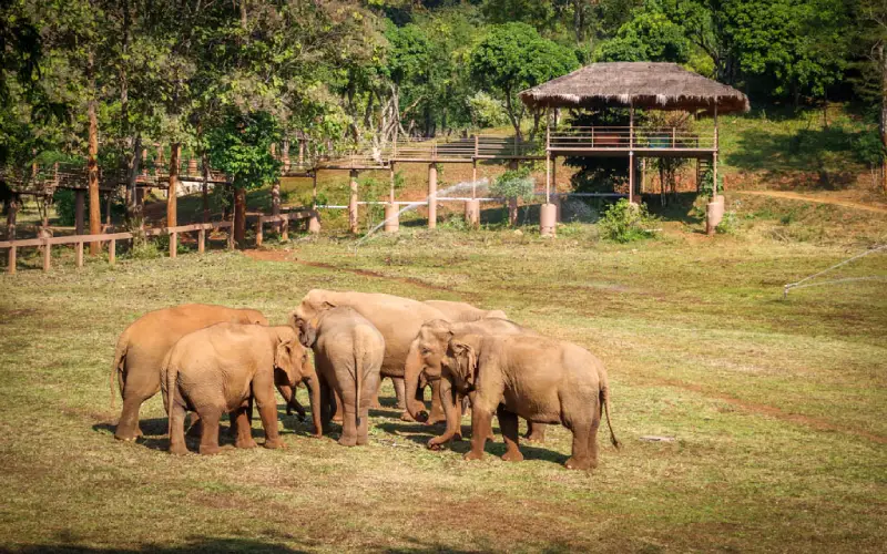O espaço natural no Elephant Nature Park