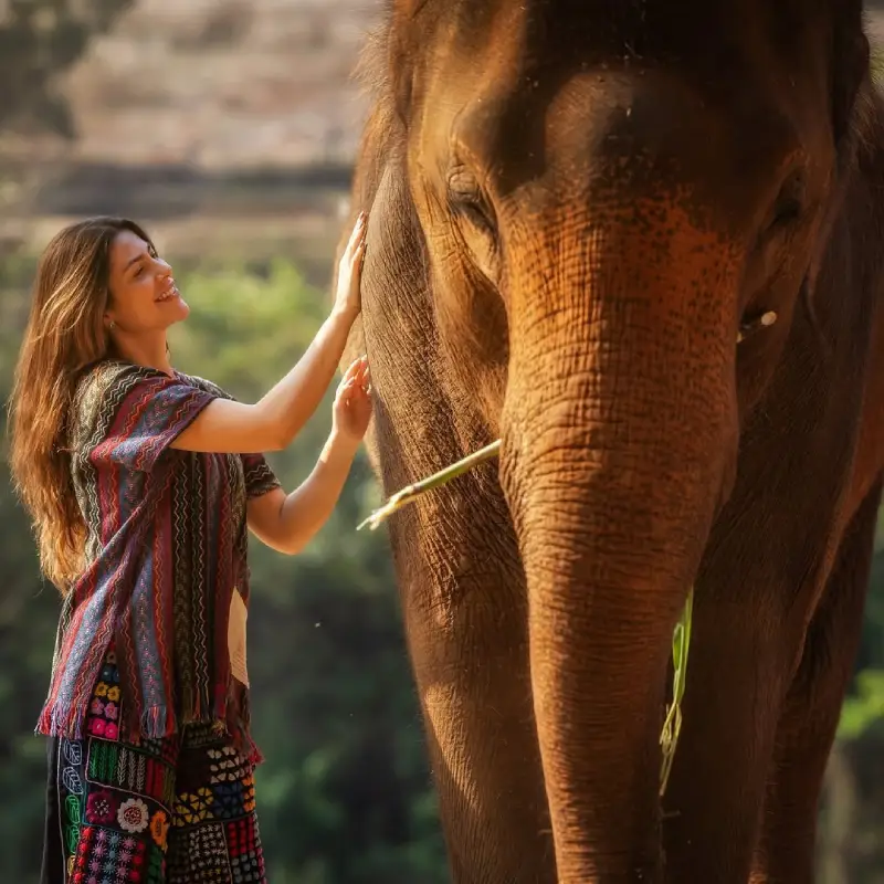 A interação suave com elefantes é uma experiência inesquecível.
