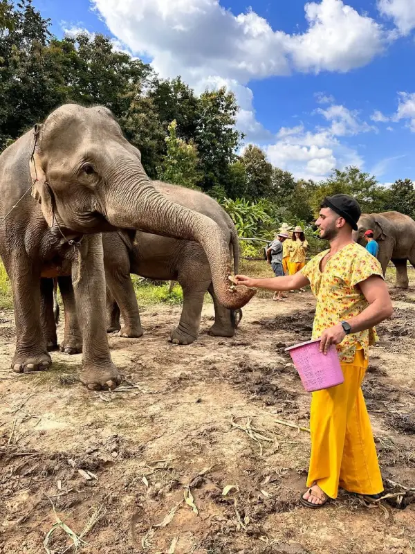 Os turistas estão dando comida pros elefantes