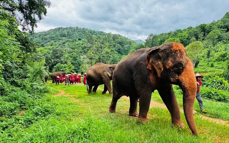 Elephant Rescue Park oferece um lar seguro para elefantes resgatados, permitindo que eles circulem livremente.