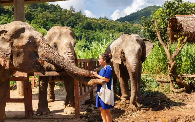 Interação responsável com elefantes em um santuário