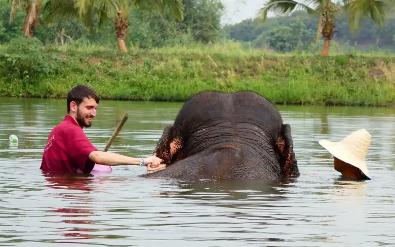 Os visitantes podem tomar banho de lama com os elefantes no parque, sob a supervisão daequipe. 