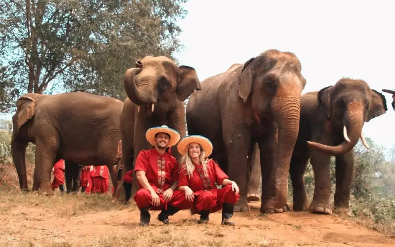 Brasileiros conhecendo o cuidado dos elefantes