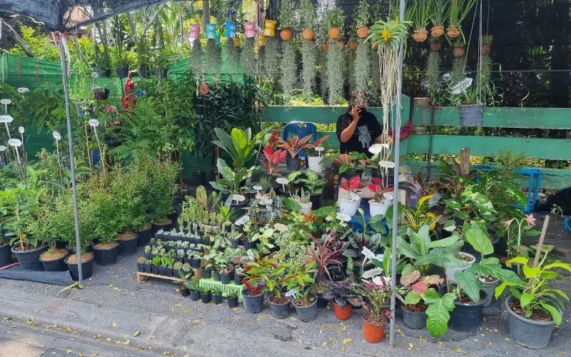 O mercado também vende plantas ornamentais, sendo uma parada imperdível para os amantes de jardinagem