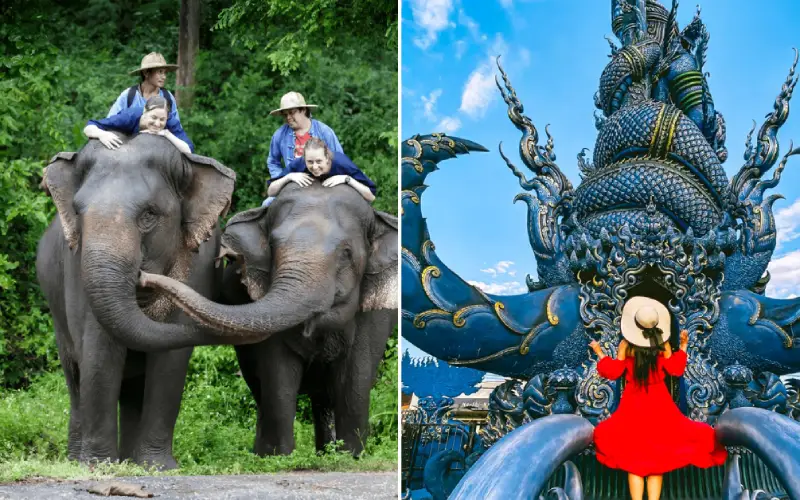 Chiang Mai é famosa por seus santuários de elefantes, enquanto Chiang Rai se destaca por seus templos únicos