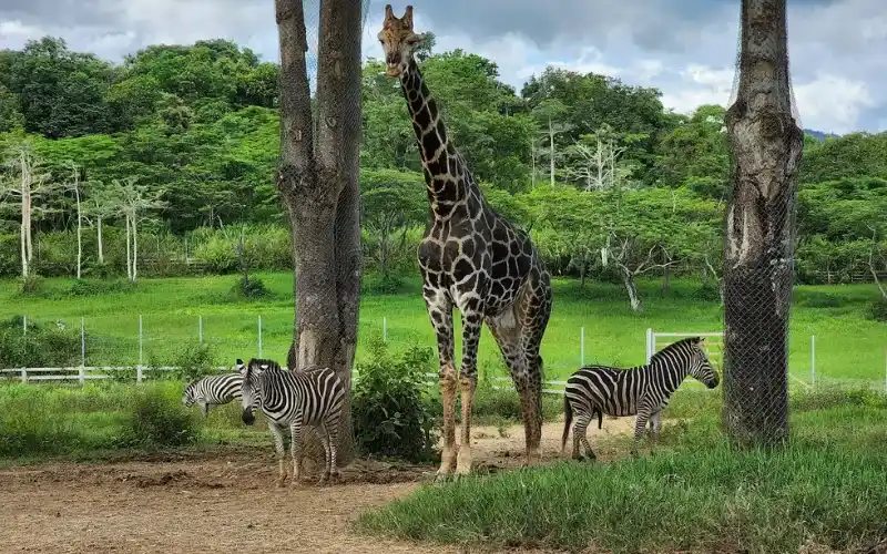 Animais amigáveis alegram visitantes de todas idades