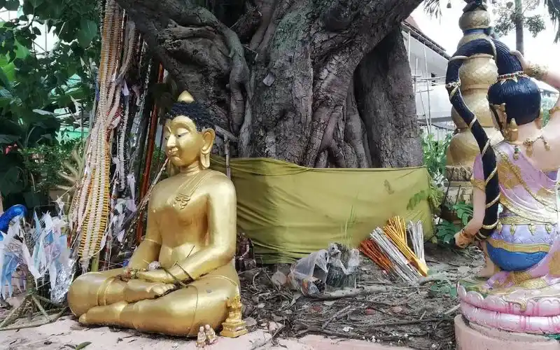 Árvore Bodhi vem de Bodh Gaya, local de peregrinação