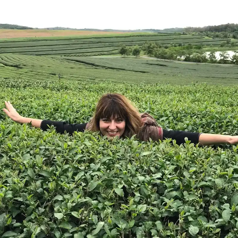 Aprecie a beleza infinita dos campos verdes de chá