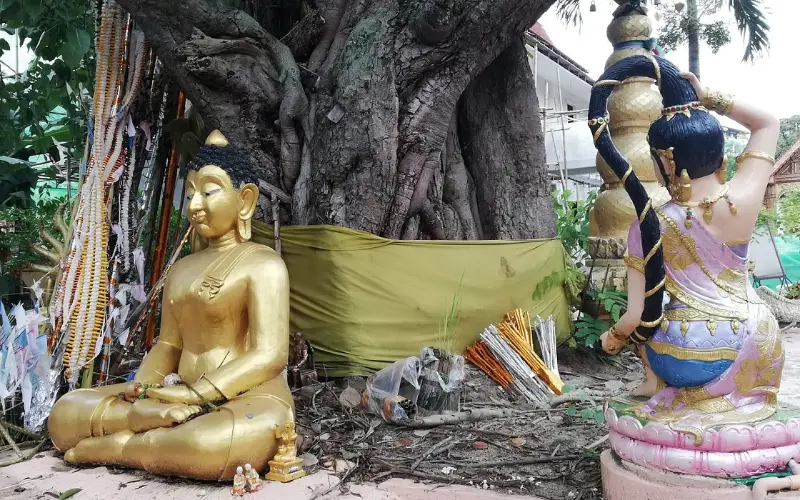 Árvore Bodhi vem de Bodh Gaya, local de peregrinação