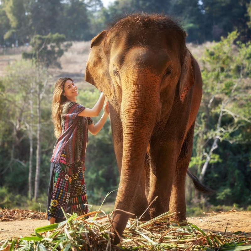 Chiang Mai une cultura urbana e santuários de elefantes