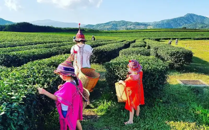 Colher chá revela cultura e tradição local