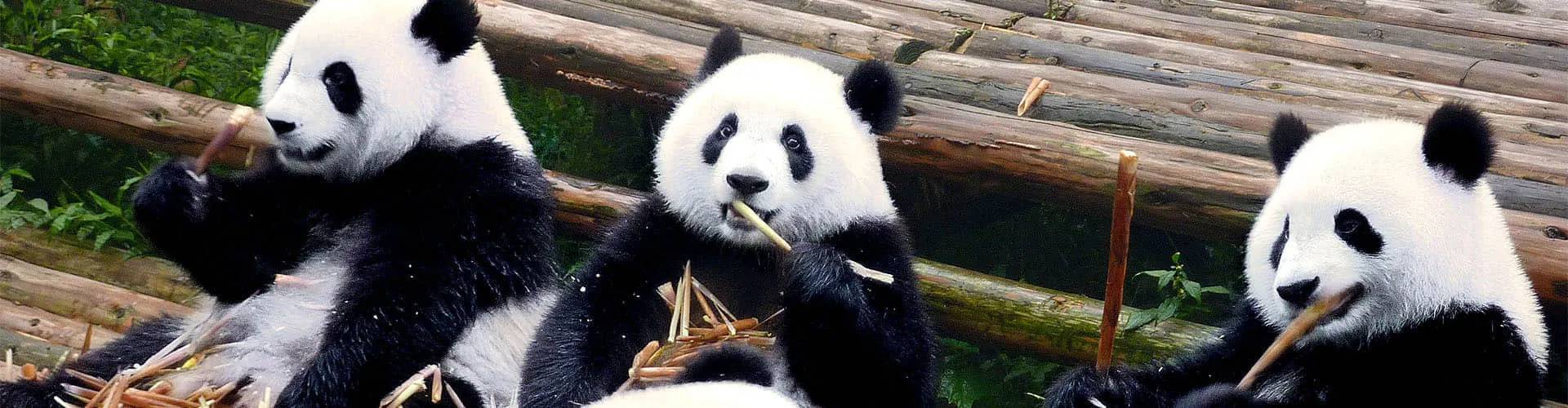 panda