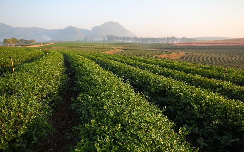 Boon Rawd Farm