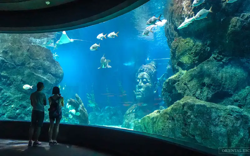 Visitantes veem tubarões e raias no SEA LIFE