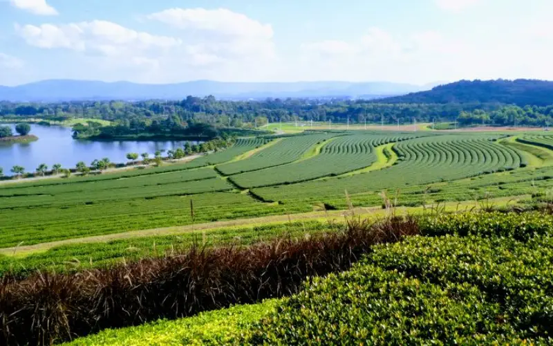 Chá e lago formam paisagem serena e refrescante
