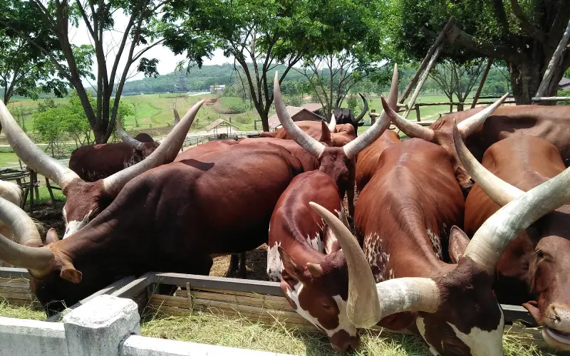 Observar animais no ambiente natural é memorável
