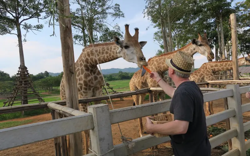 Alimente cervos e conecte-se com a natureza