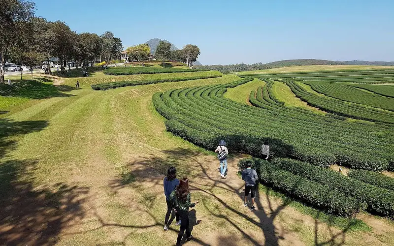 Top atrações imperdíveis do Singha Park